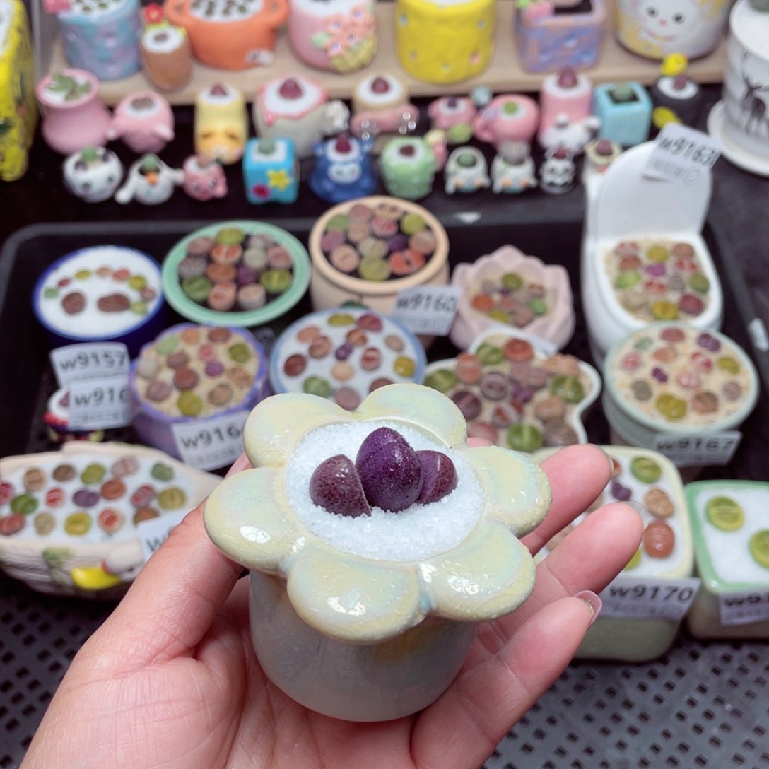 w9172 -零下地区拍保温箱-15支持寄养