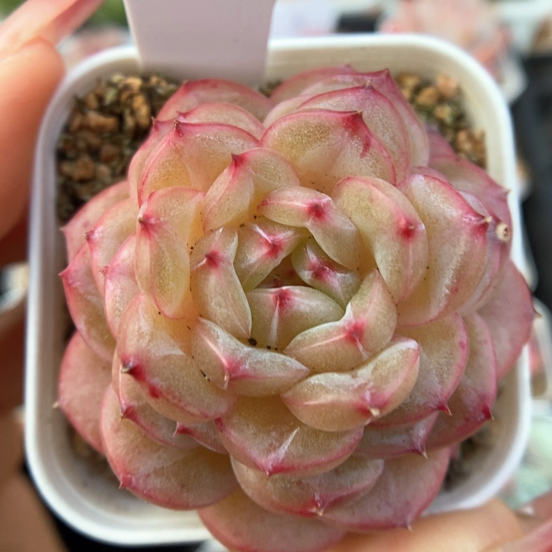 叠叶熊猫珍妮可拍370号