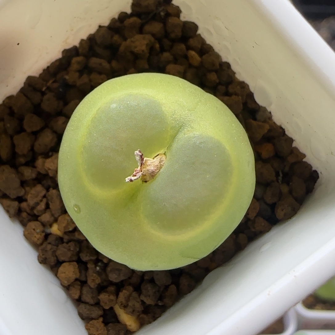 拉登2.2点多肉植物600