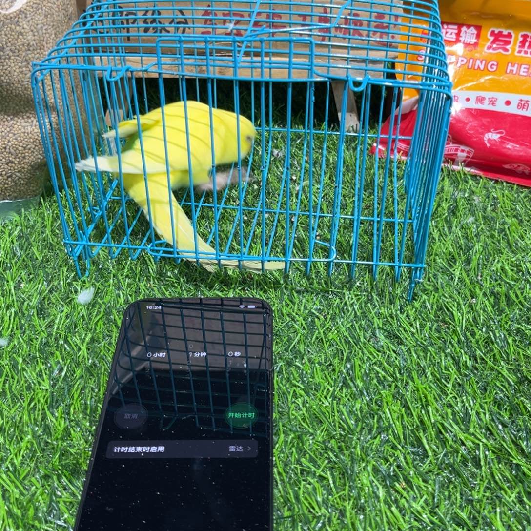 木***子虎皮鹦鹉大头虎皮鹦鹉一只，一物一拍不退换竞拍。