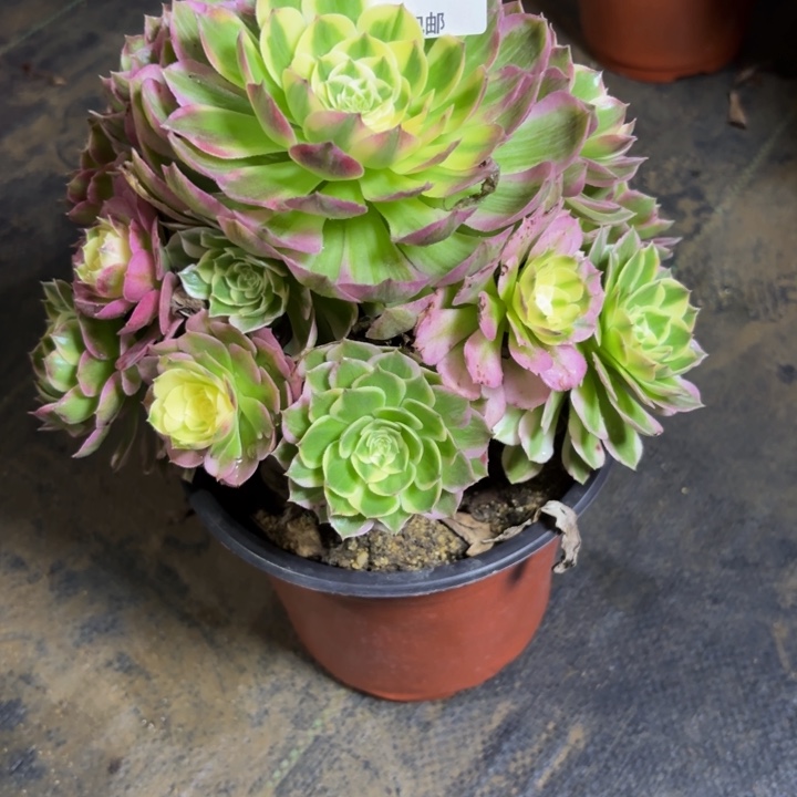 瑞妈，，，，，219海王，