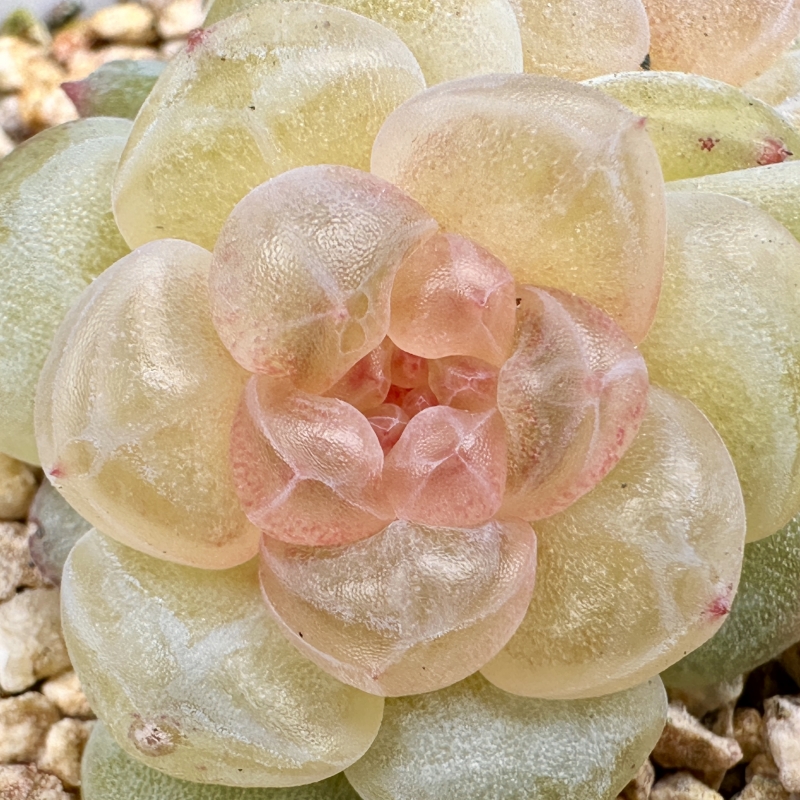  巫拉拉肉肉铺2025-12-10 直播链接5号（081-100）