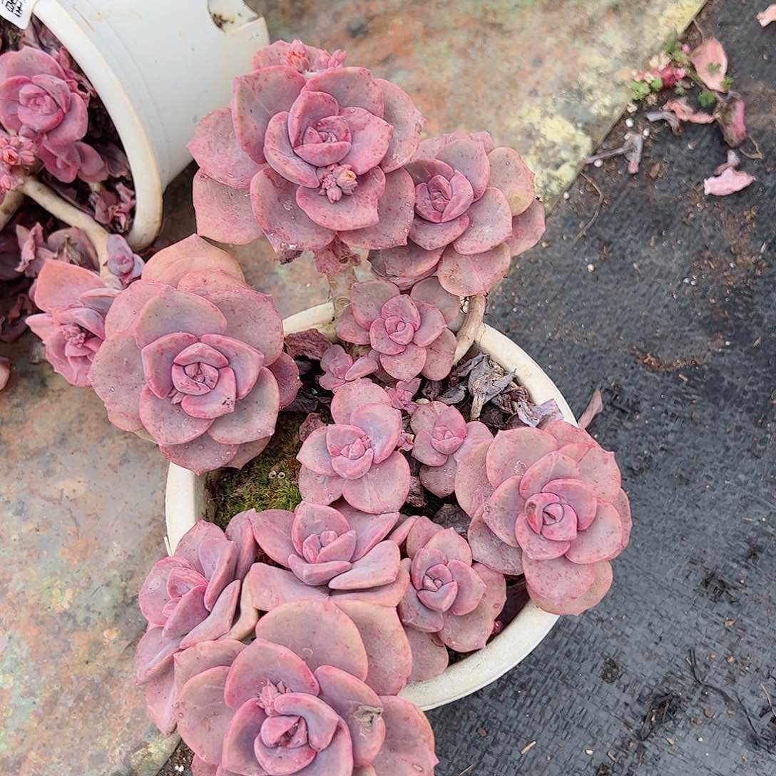 彩虹糖老桩大盆群生