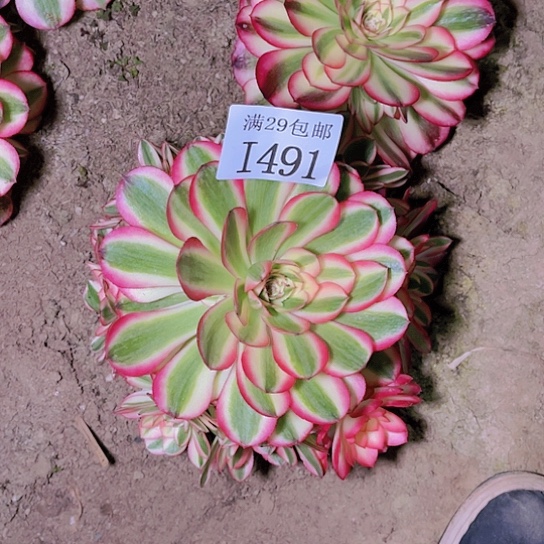 491倾城多肉植物