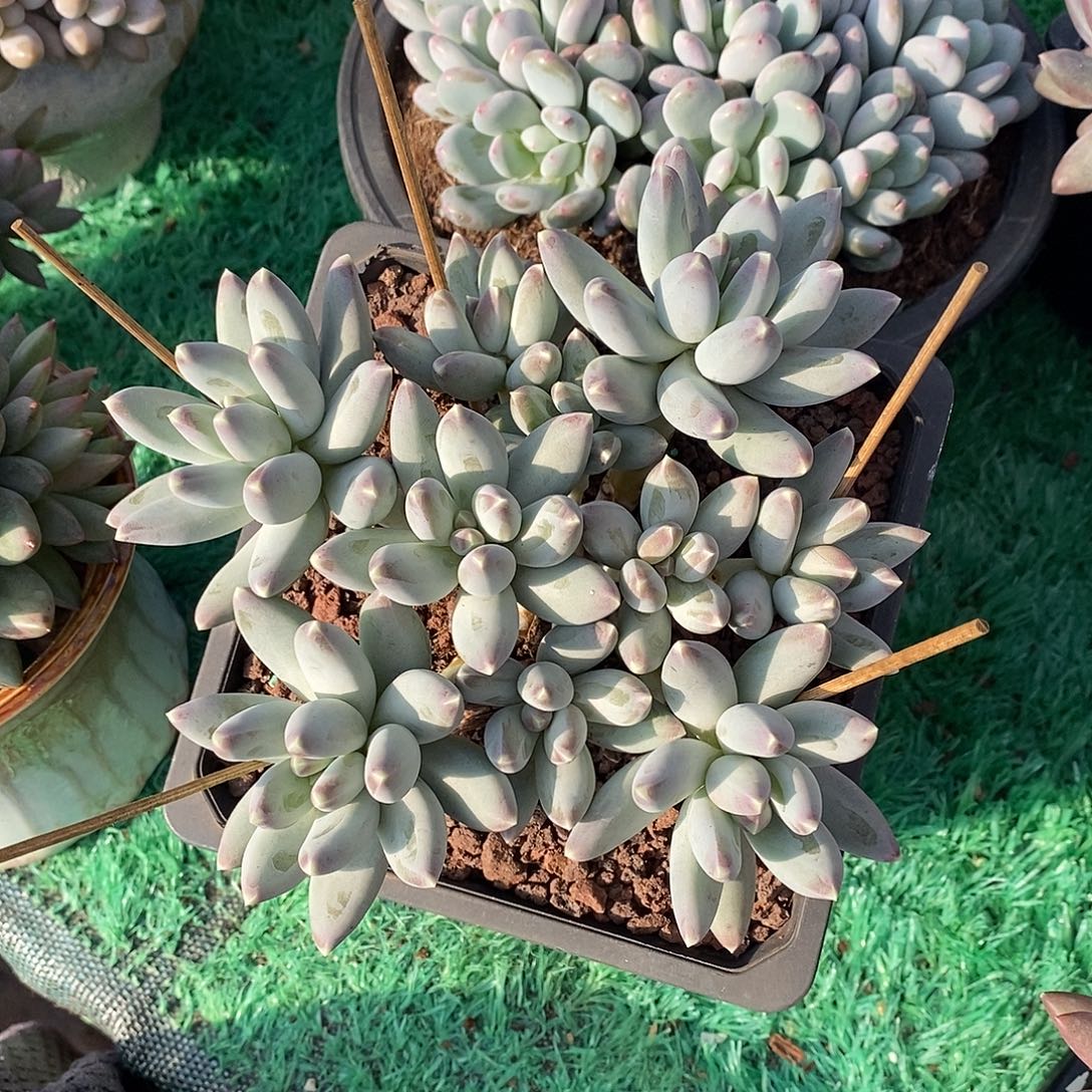 无坎平头星空美人