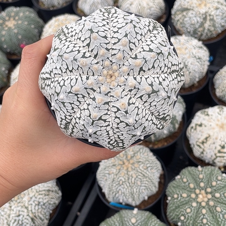 浓白海星v兜瑕疵特价