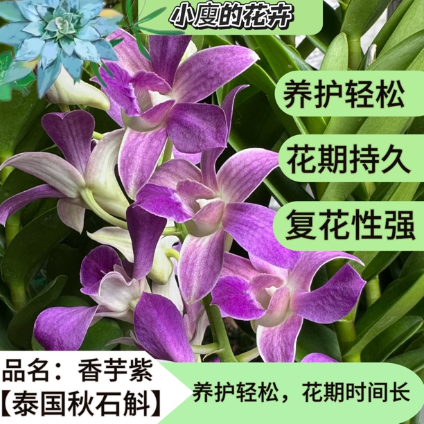 泰国进口秋石斛《香芋紫》花期长 好养护 易养活