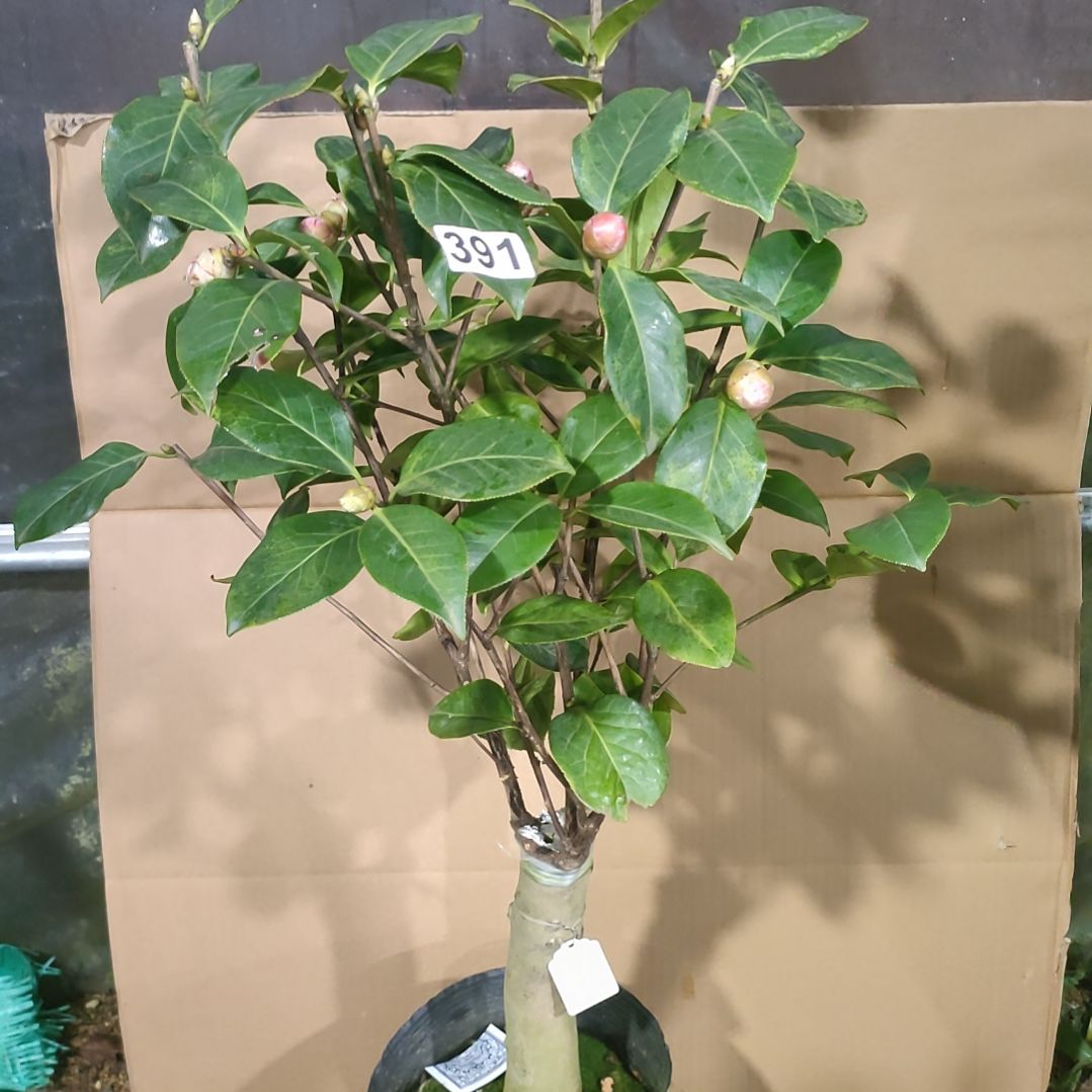 391玉带紫袍，原盆原土发货