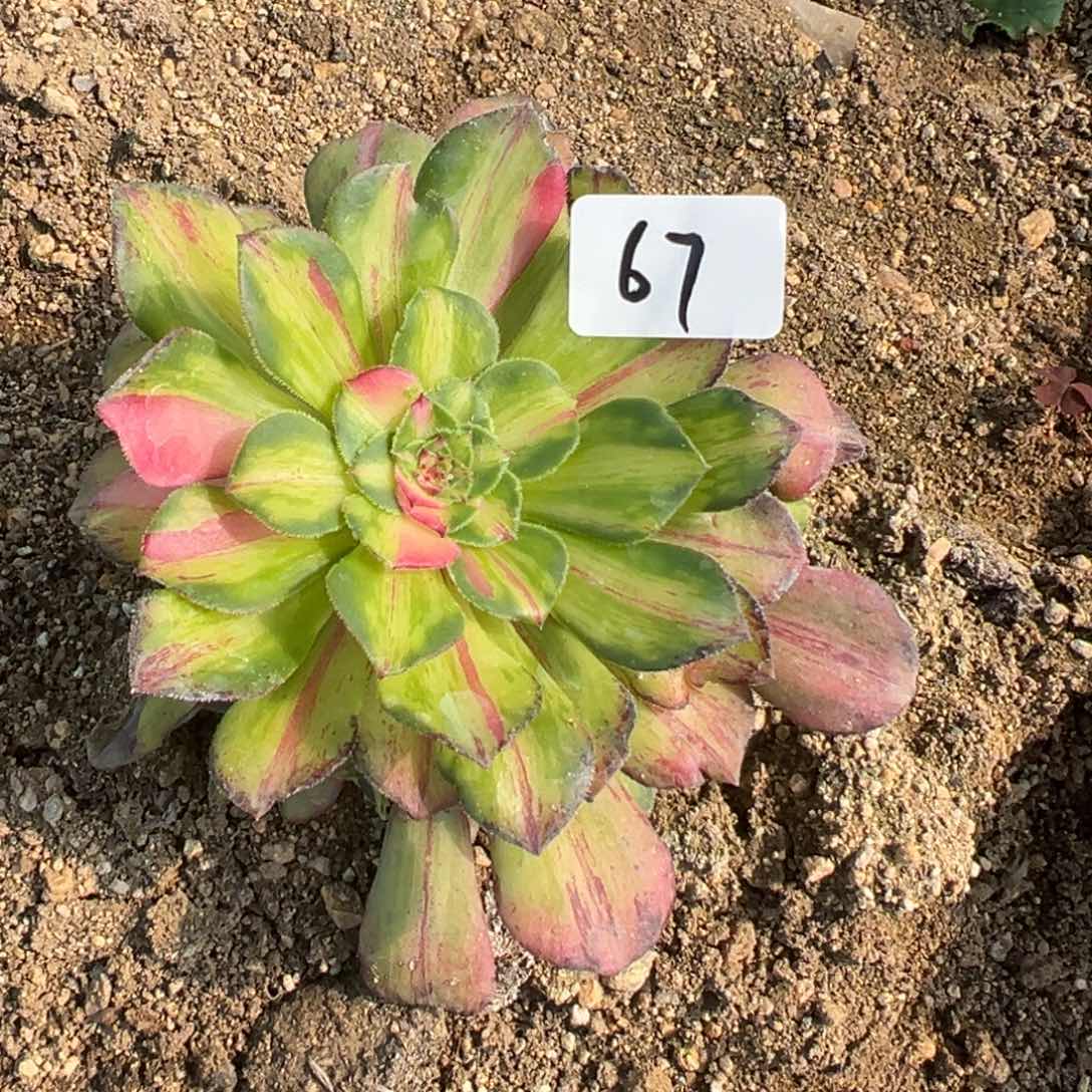 67知否多肉植物紫