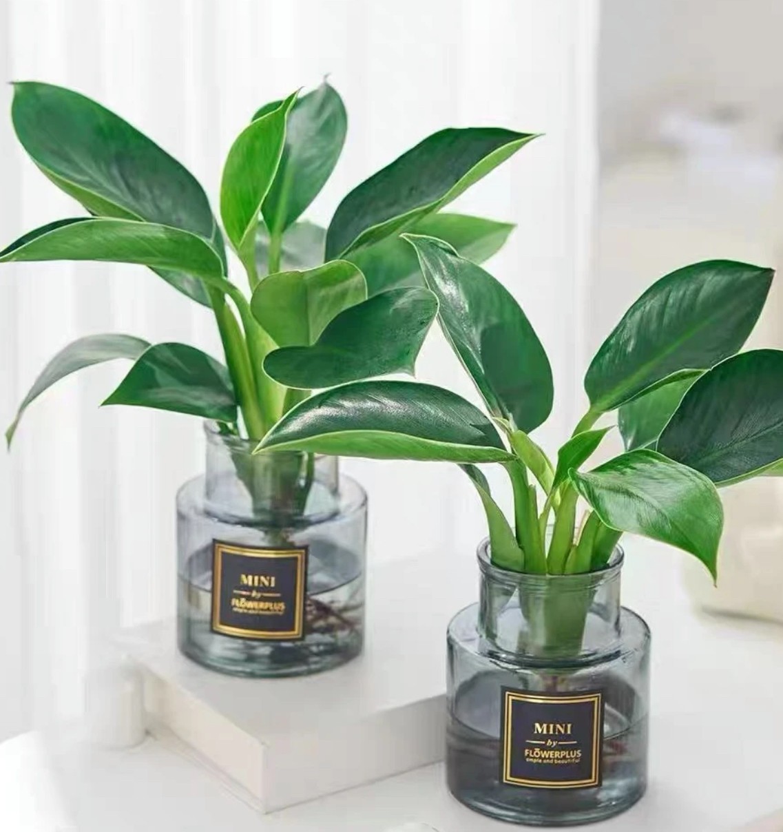 水培金钻盆栽铂金钻绿公主室内植物绿植花卉甲醛水培植物水养大叶