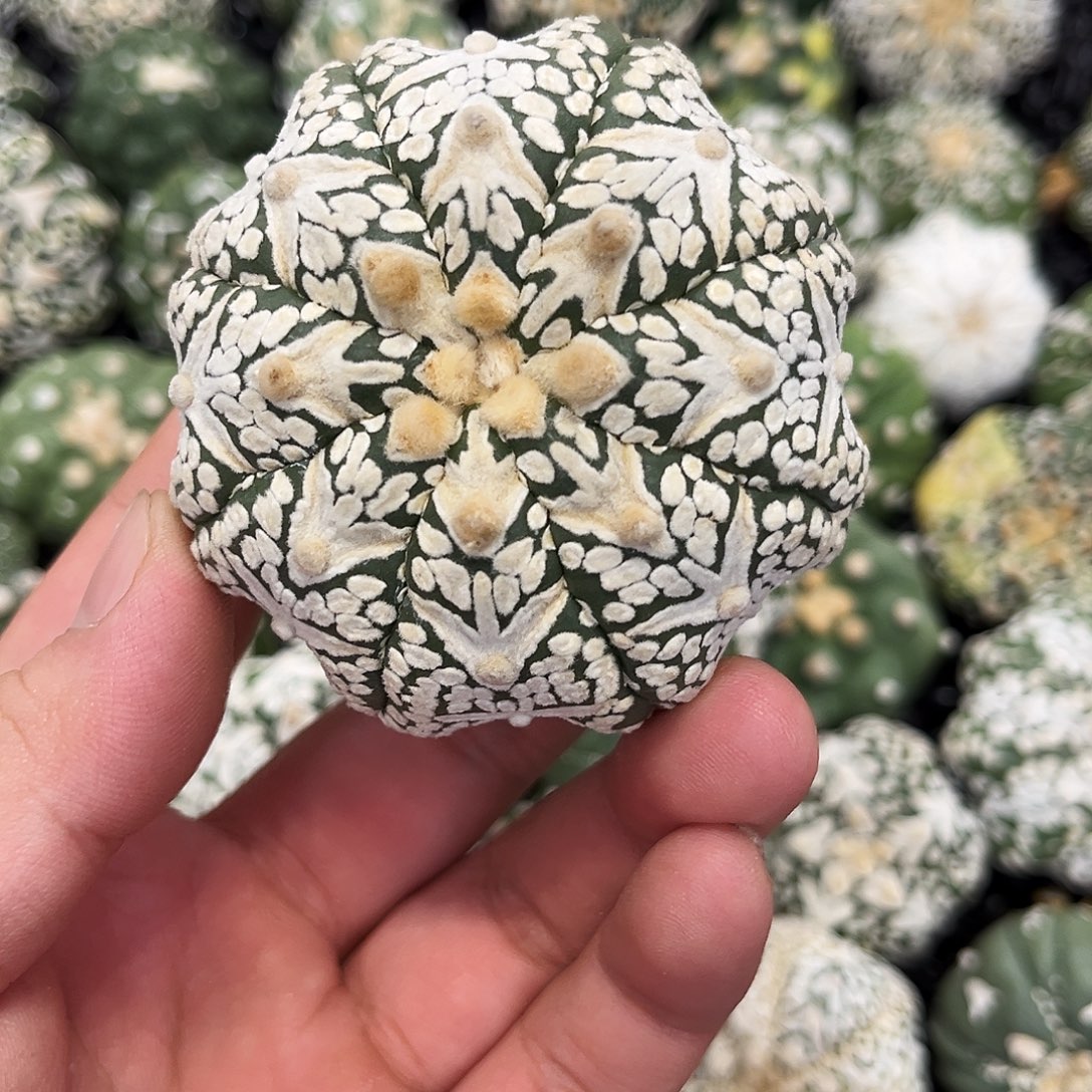 哈哈哈哈哈哈哈哈ｖ兜兜