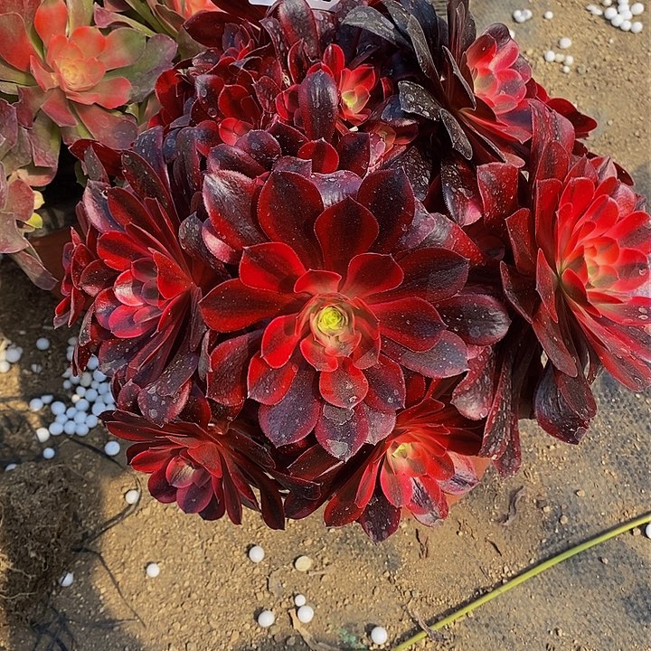 多肉美杜莎708多肉