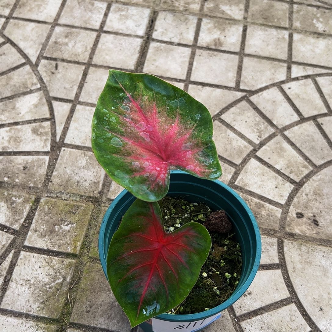 Z****完全开放一物一拍8111