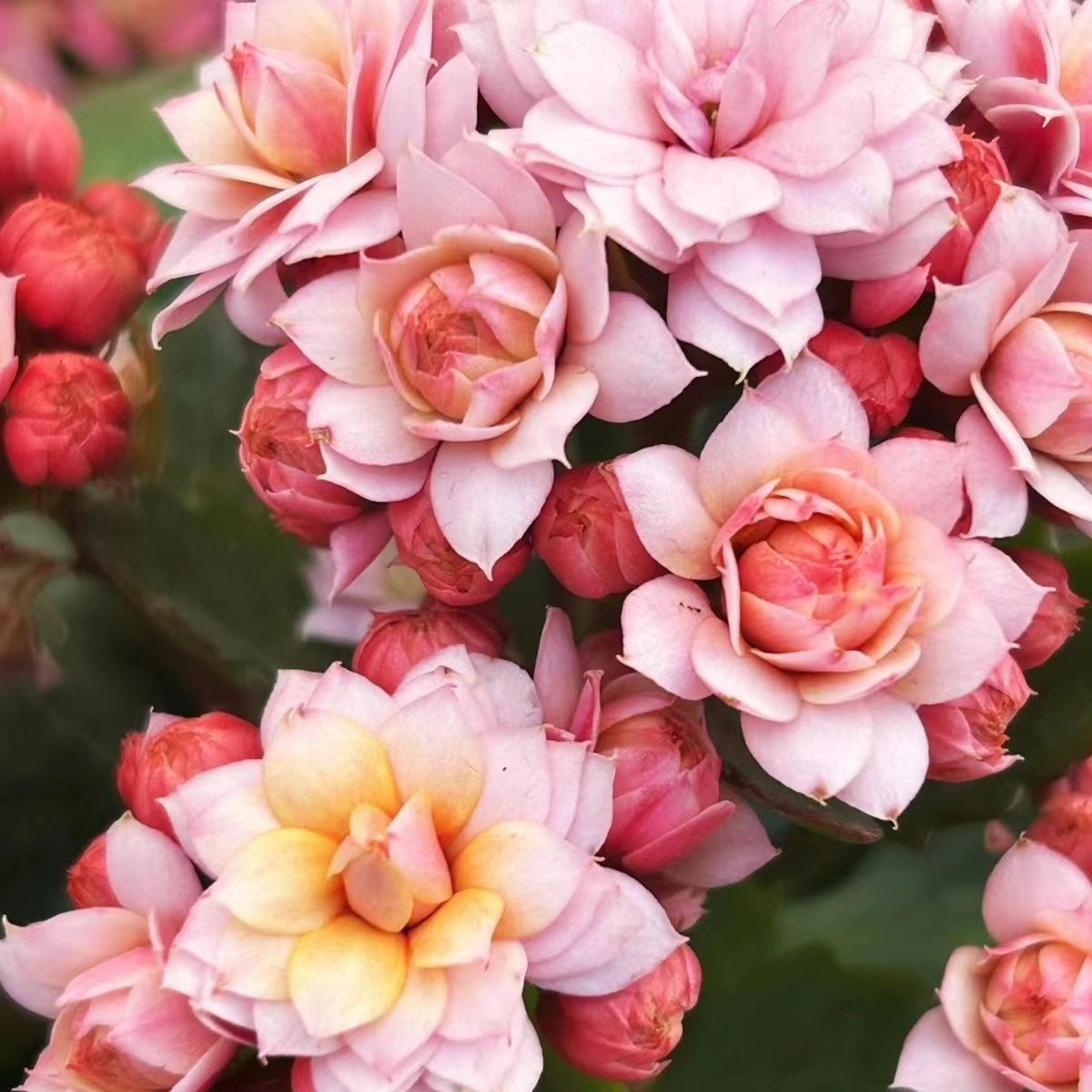 【人面桃花】110盆粉色长寿花戴安娜