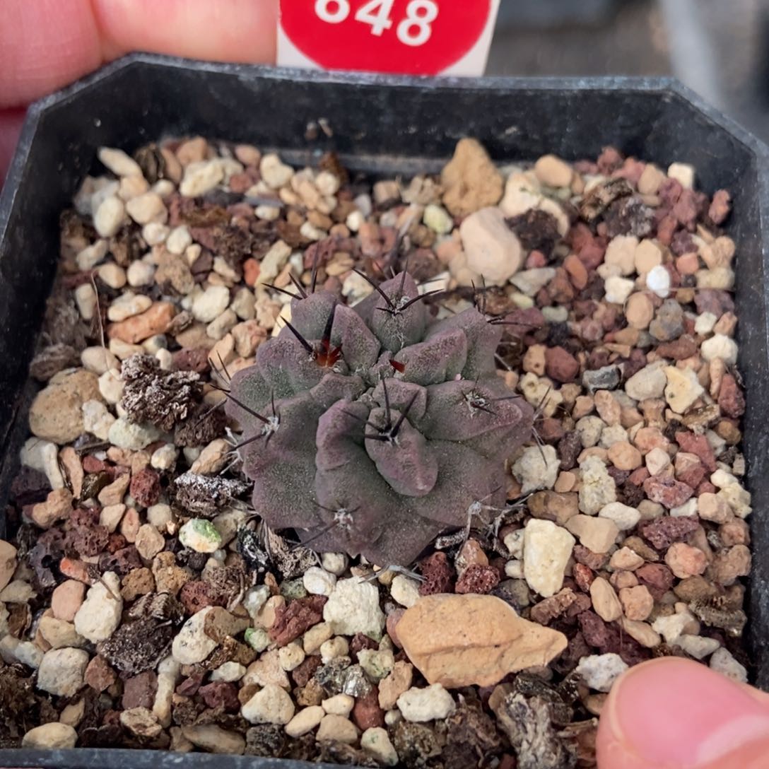 实生白肌紫皮素妆玉2.7cm