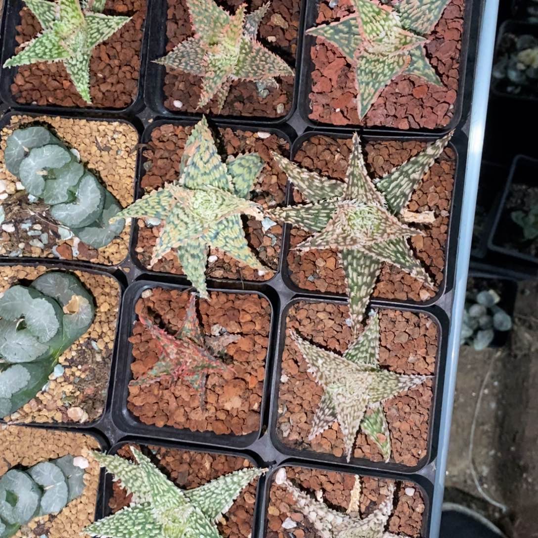 一颗超大圣诞芦荟 高货
