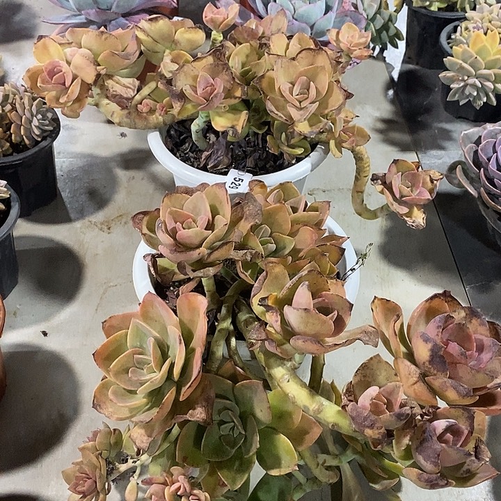 用***4529鹤氏多肉植物2颗叶子有冻伤