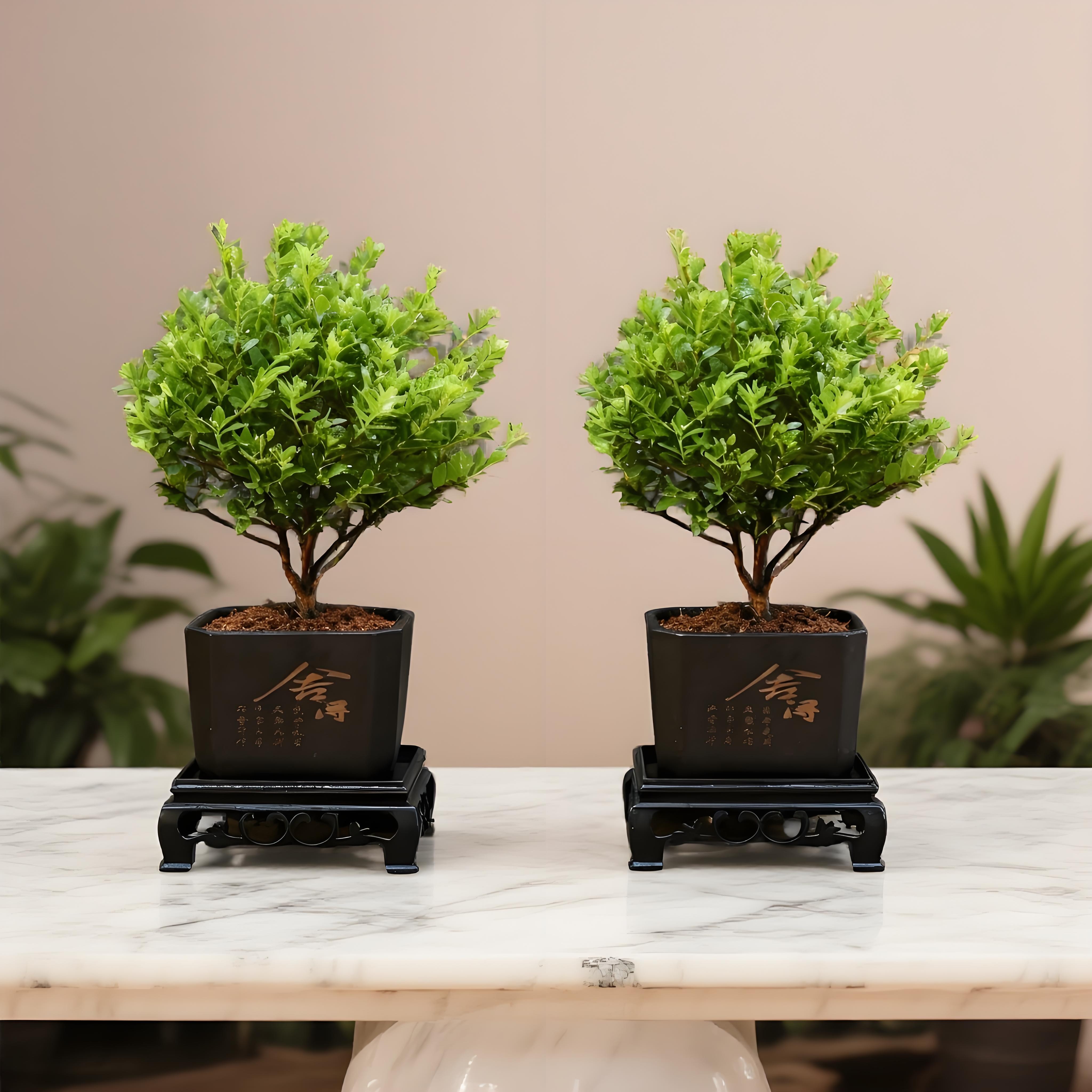 【买一送一】正宗小叶赤楠盆栽小盆景绿植老桩茶桌室内植物办公室