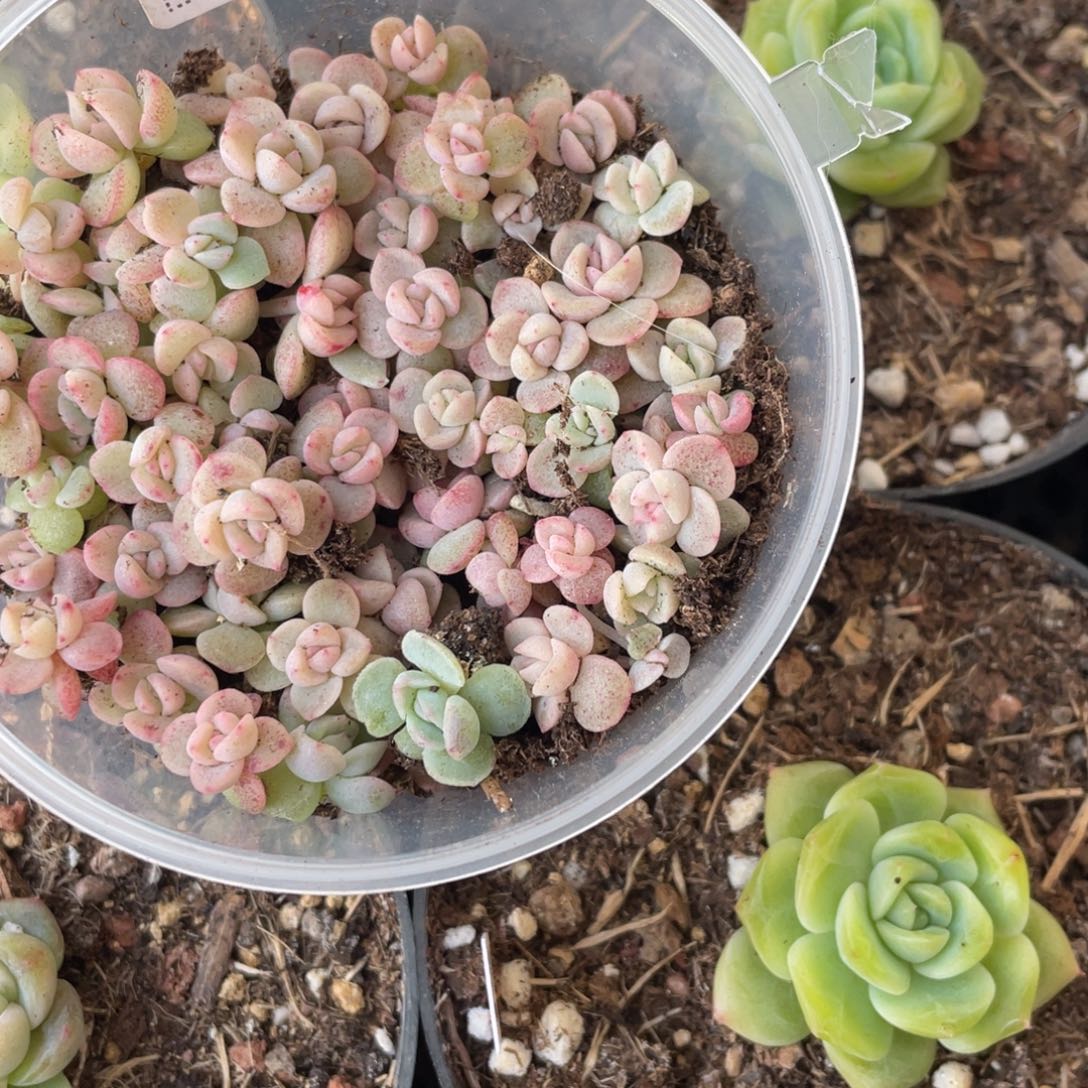 c53号胖宝25切糕包邮