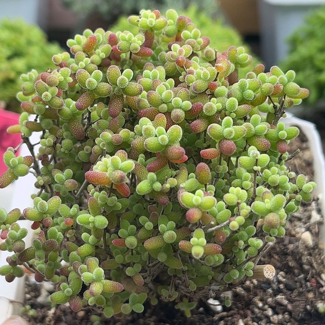 年***糕蜜桔糖球优选枝干番杏