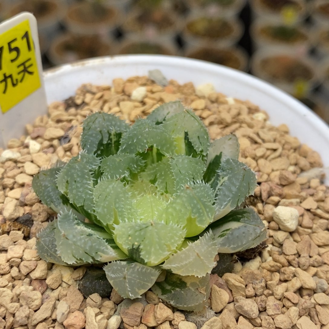 751号玄冰玉露锦锦