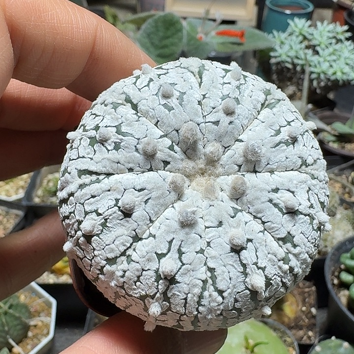 259浓白兜脱土发货实生有疤特价