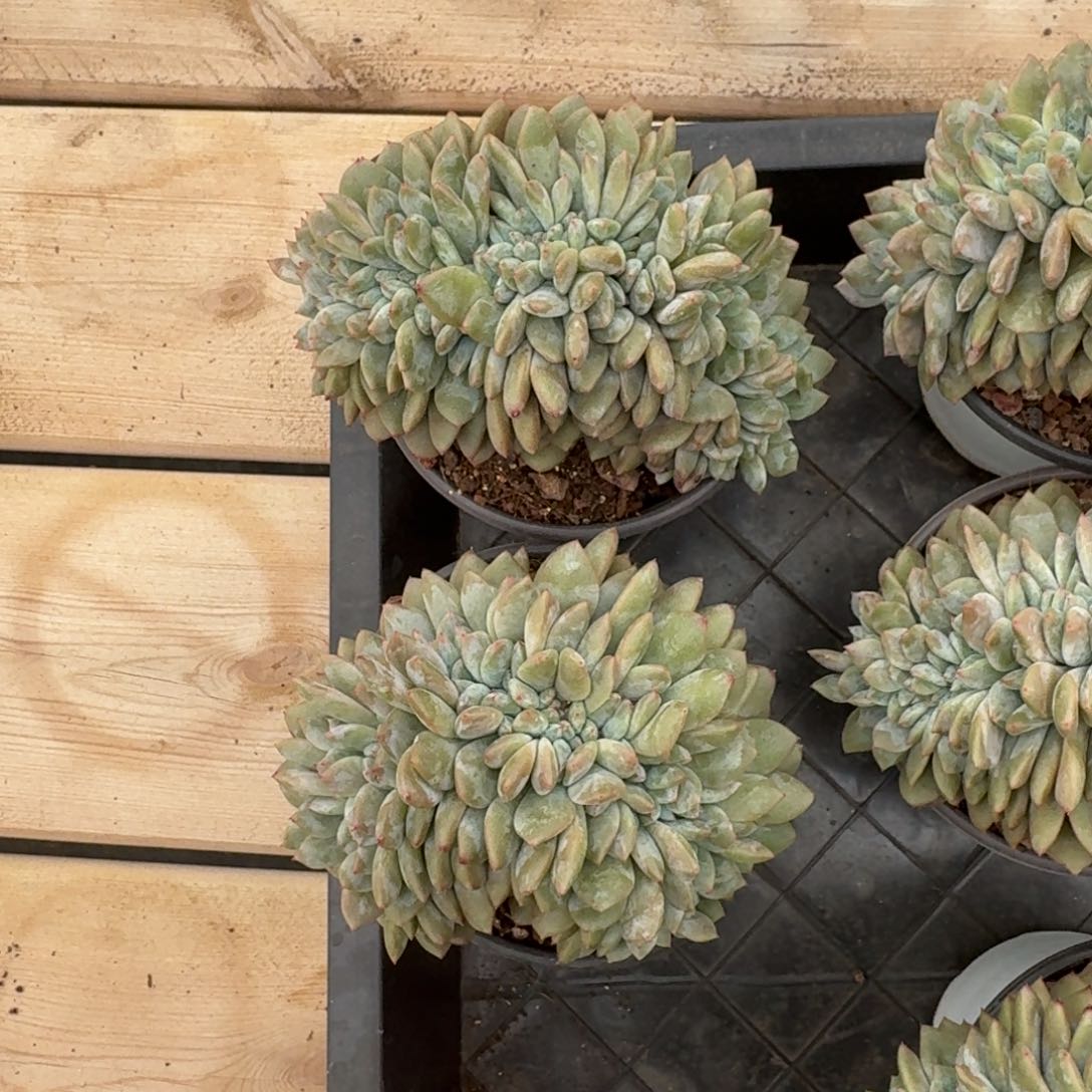 好*情2颗一起一物一拍的