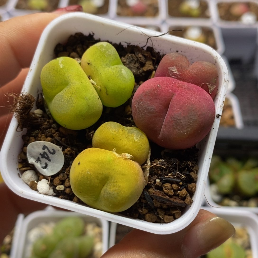 双头3颗多肉植物