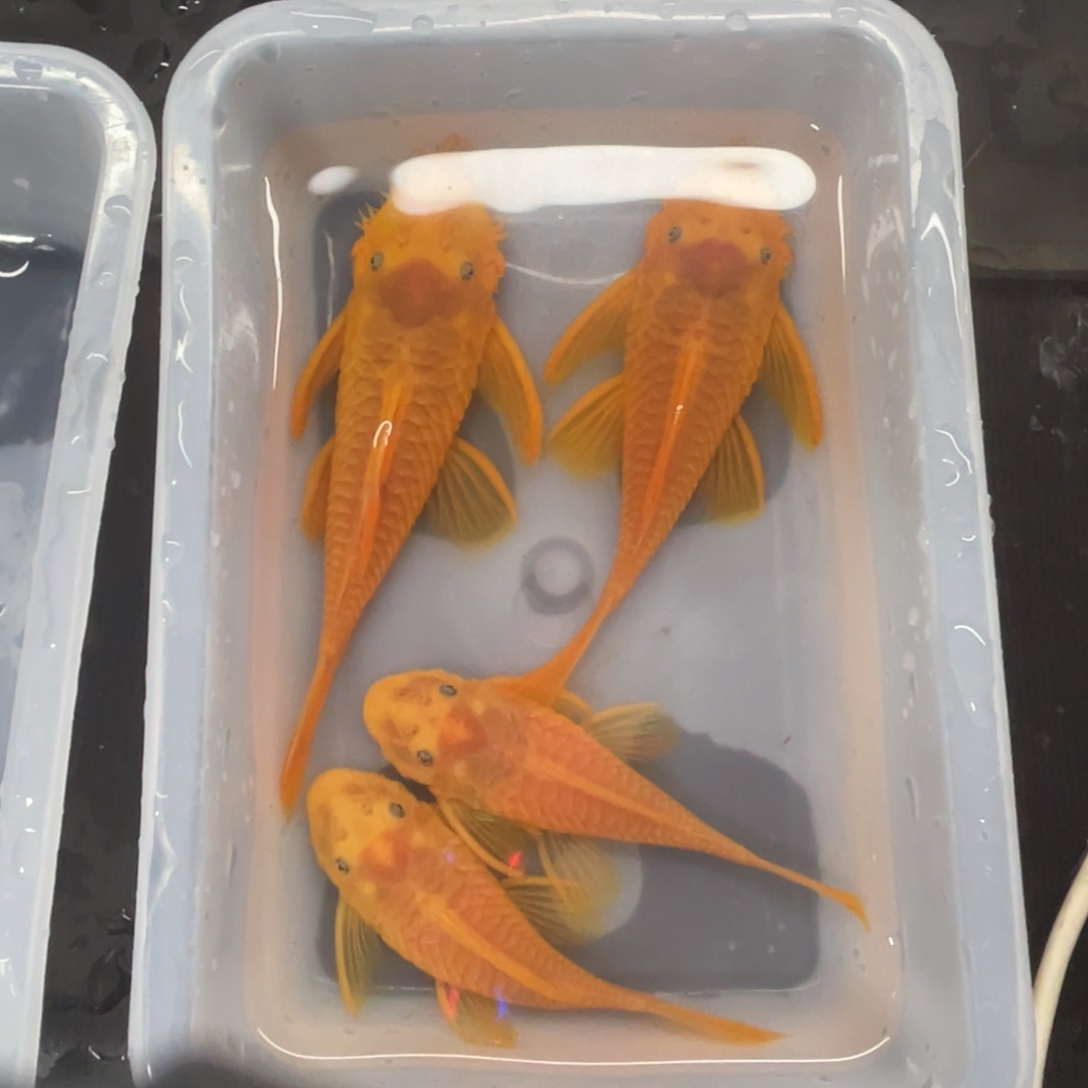 清道夫鱼大胡子两对开箱视频报损