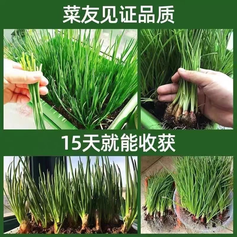 《当年新上市》带盆带土四季小香葱农家特产盆栽地栽阳台花园干葱头