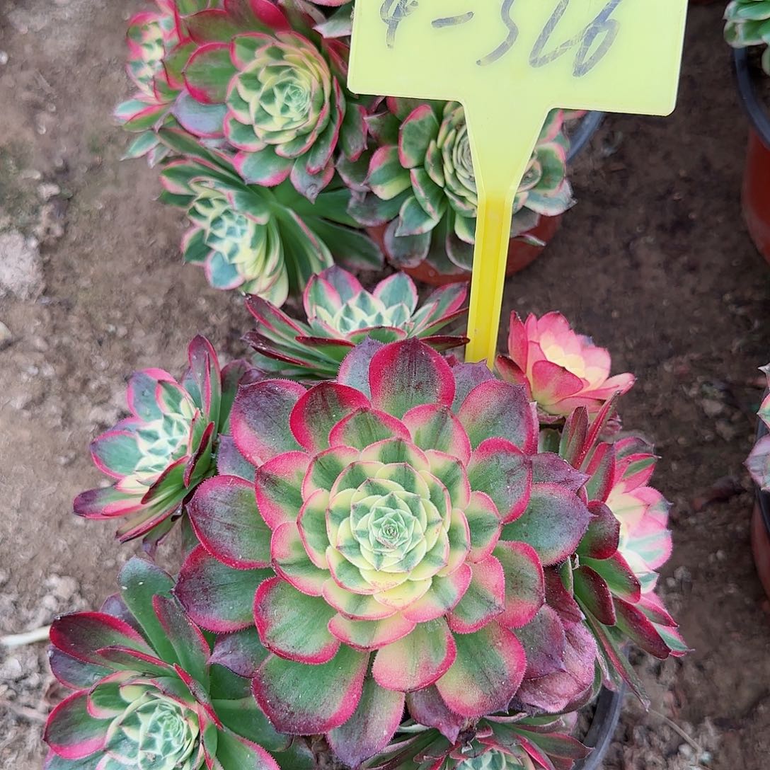 4-326--多头多肉植物