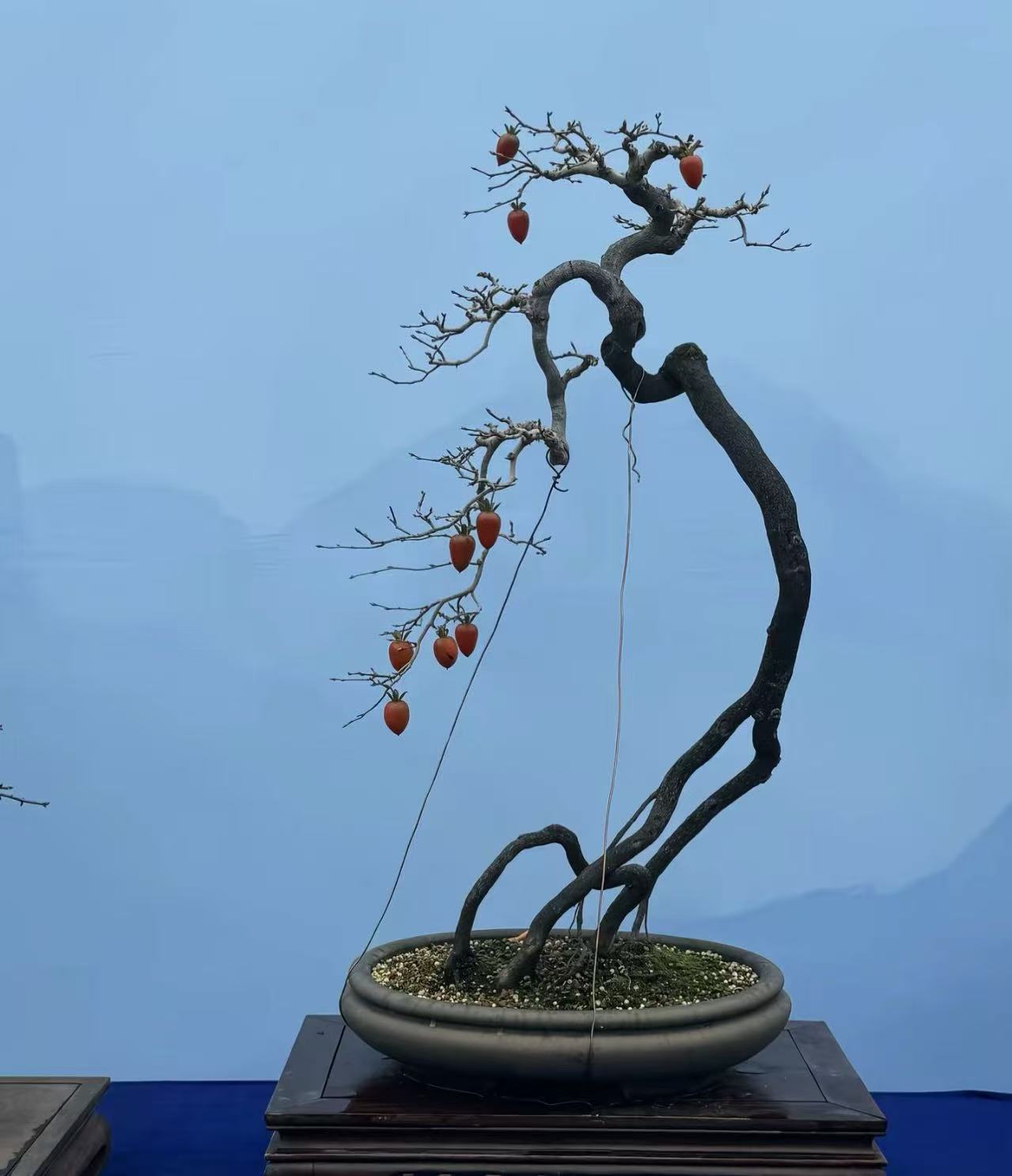 老鸦柿 野柿子盆景素材 一物一拍