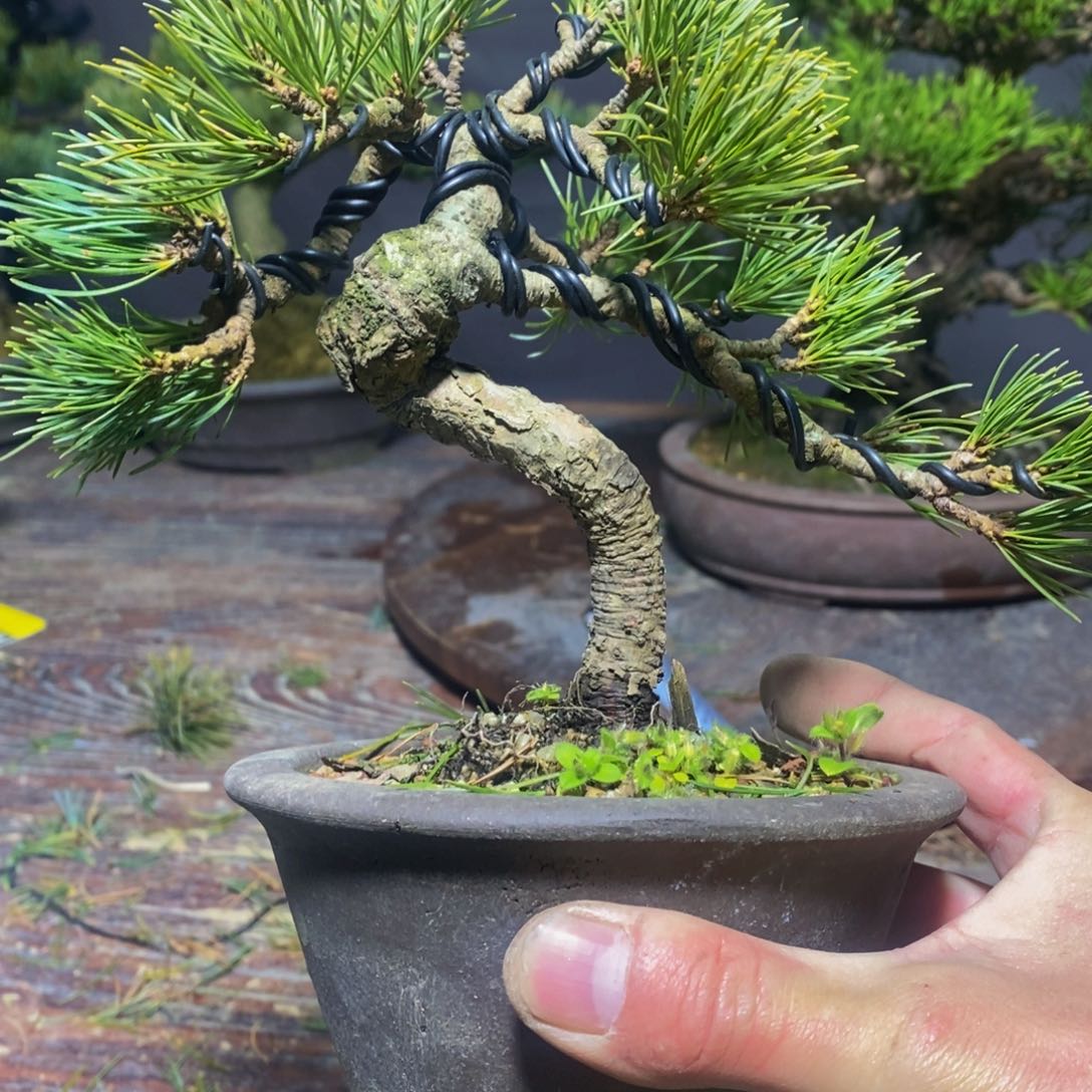 【闪购商品】五针松盆景