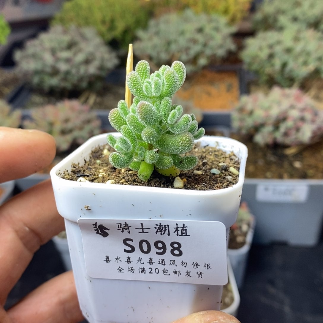 098优选冰晶枝干