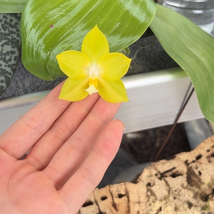 完全开放沃野莹花