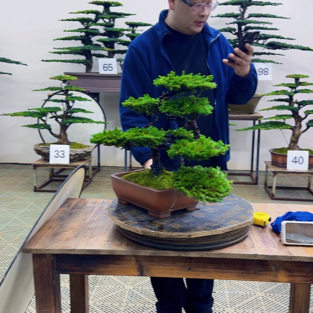 无花朵柏树造型盆景