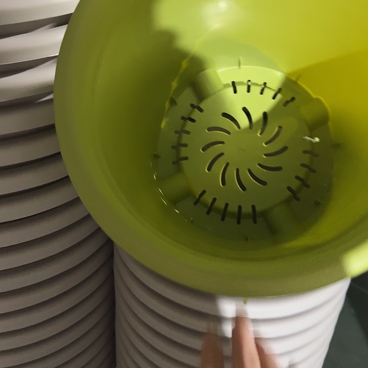 四季8号果绿无托5个特价