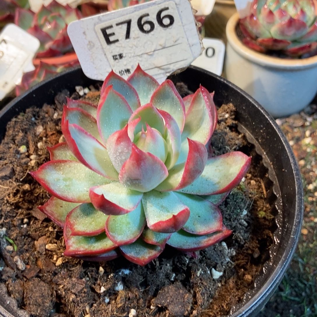 惊鸿一瞥766号多肉