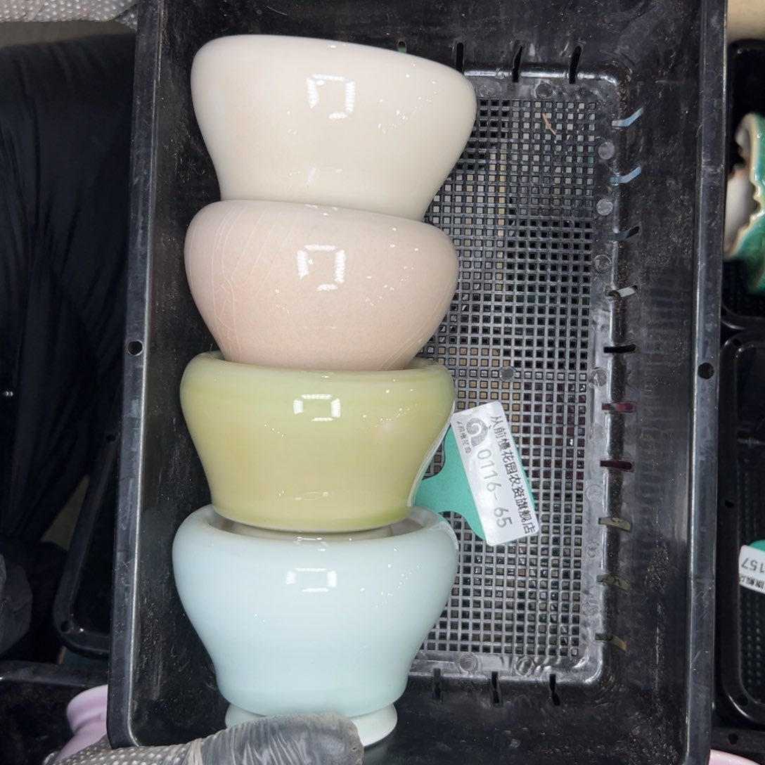 多肉精选编号0116.65