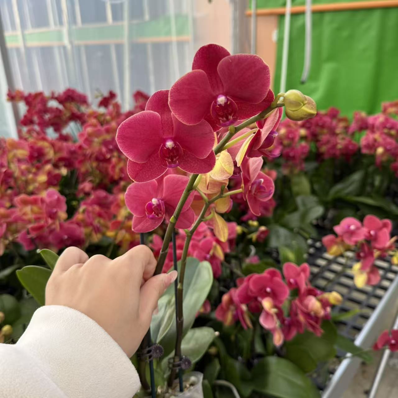 精选蝴蝶兰【红金桔】红色蝴蝶兰盆栽花卉 室内花卉绿植 基地直发.