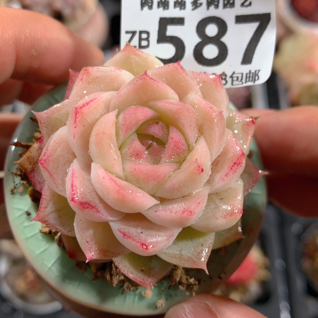5CM拇指盆精控多肉ZB587