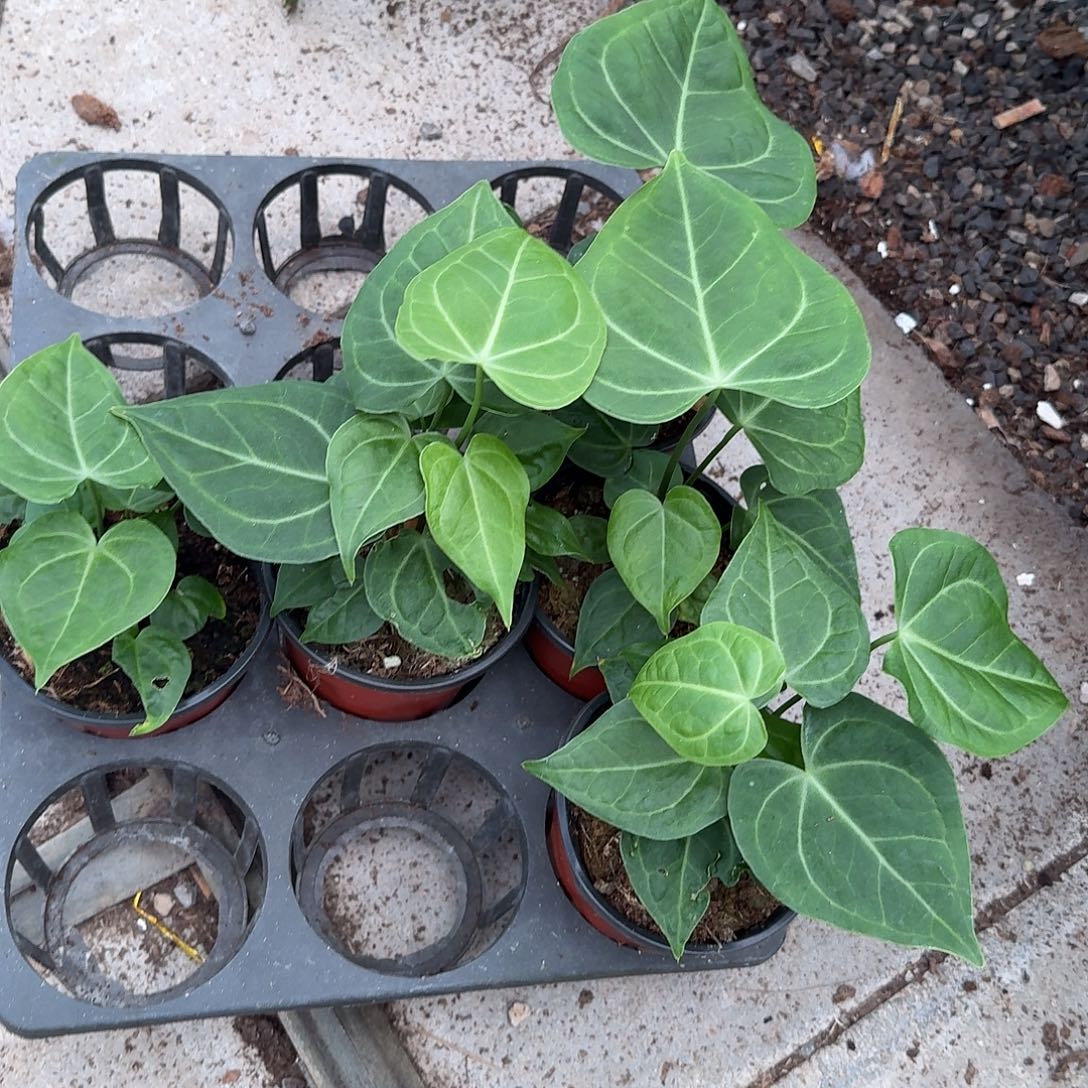 完全开放克莱恩花烛随机发货不售后