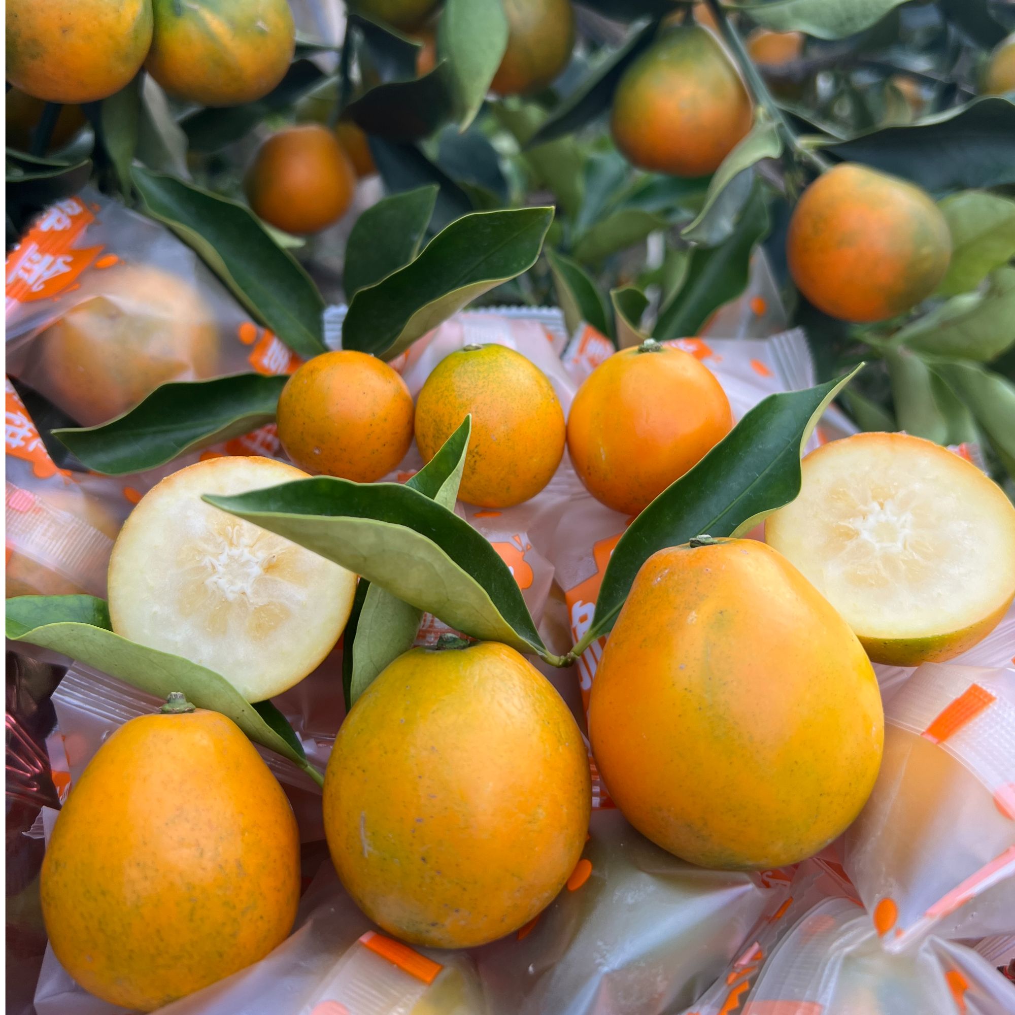 【顺丰包邮】正宗广西融安三代金桔新鲜现摘当季水果皮薄爆汁冰糖心