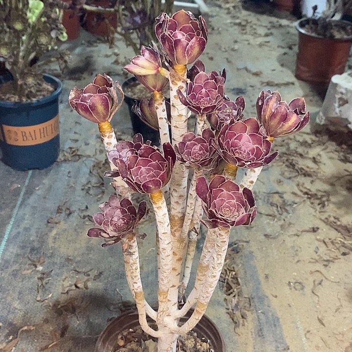 黑法多肉植物008 