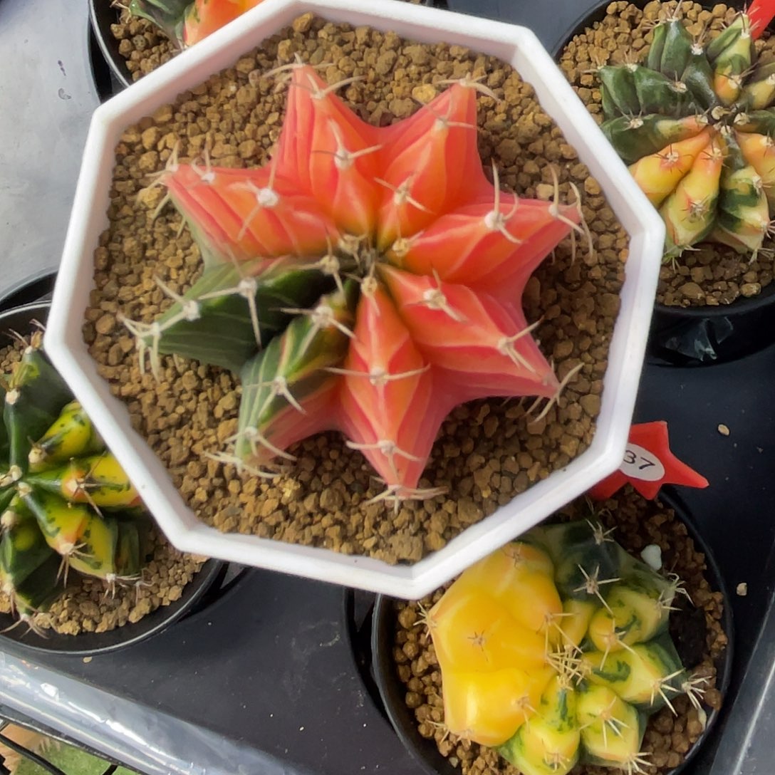 1-28肋骨锦5.1厘米