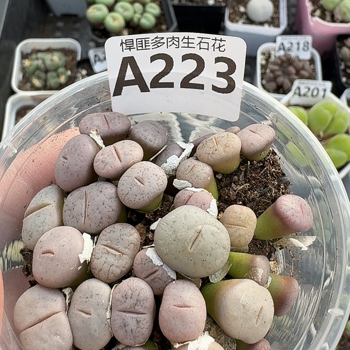 223多肉植物多肉植物