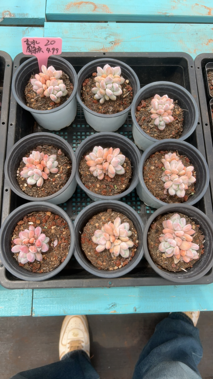 香水群生旺财多肉