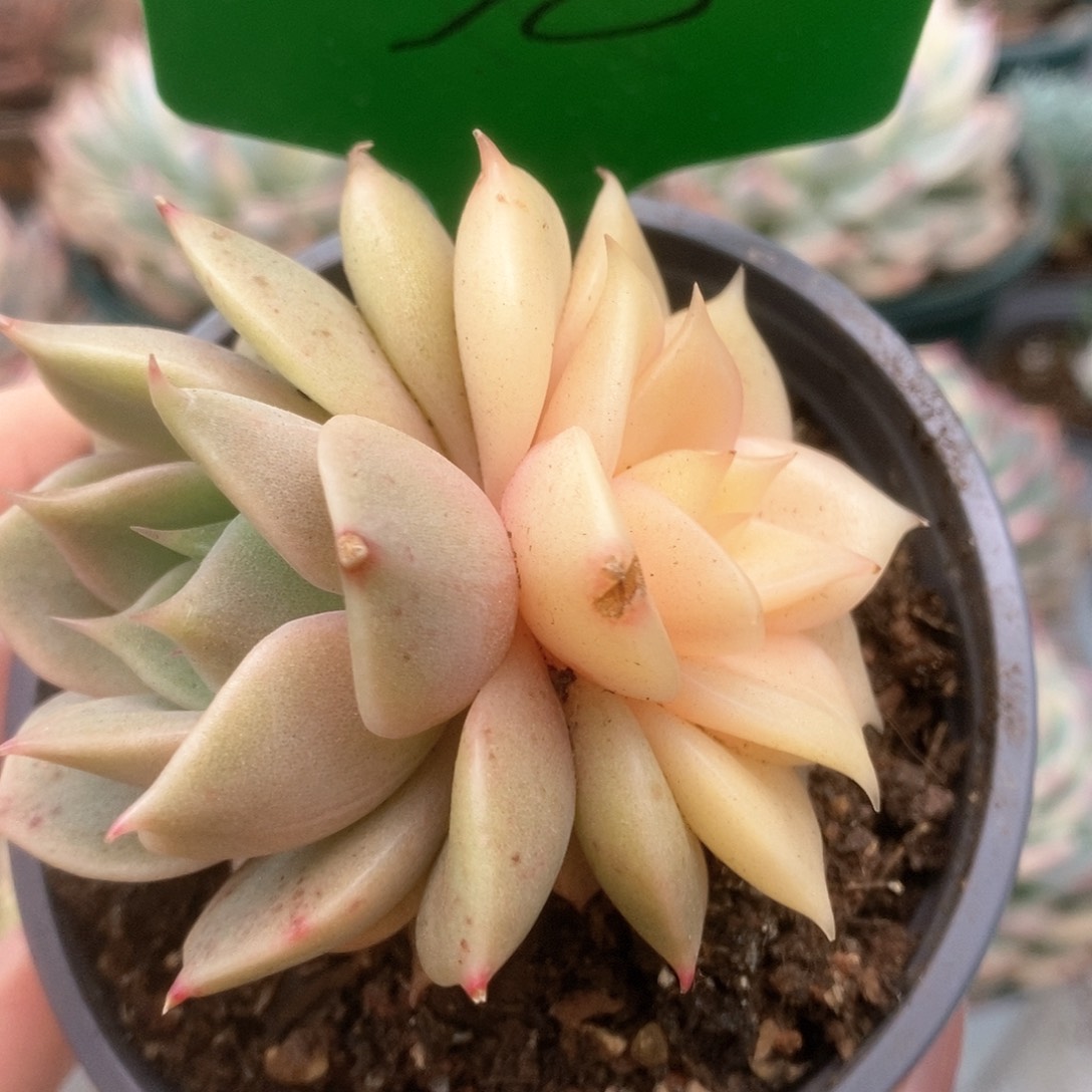 038贝加尔湖锦锦锦