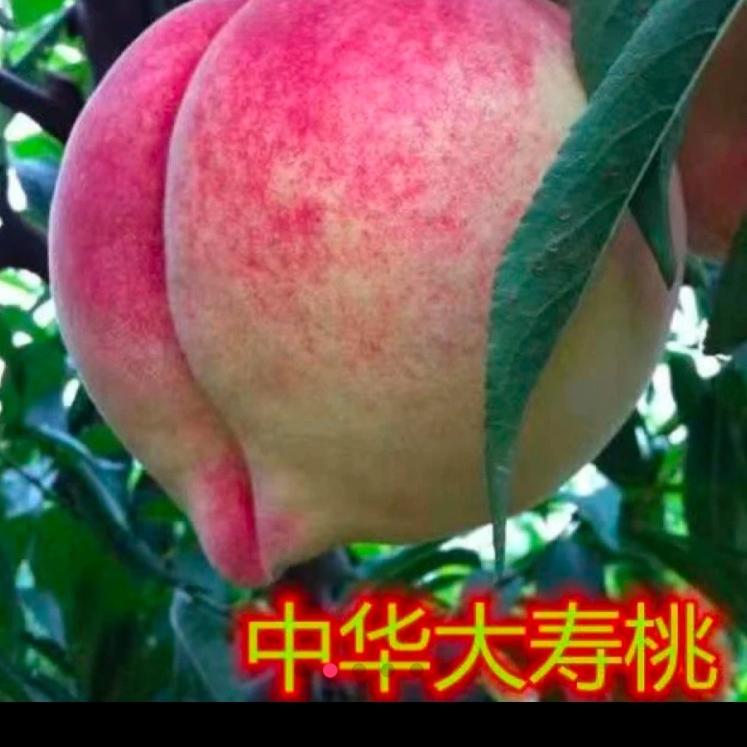 嫁接矮化桃树盆栽可地栽适合阳台庭院种植矮化桃树