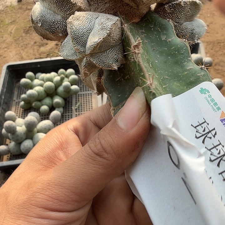 恩冢群头三脚架姐0216